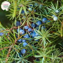 Load image into Gallery viewer, Close-up of Juniperus Communis Juniper Berry plant: This image captures the vibrant green foliage of the Juniperus Communis Juniper Berry plant, with its needle-like leaves densely arranged along the stems. The juniper berries, small and round, are visible amidst the foliage, adding pops of dark blue color to the composition.
