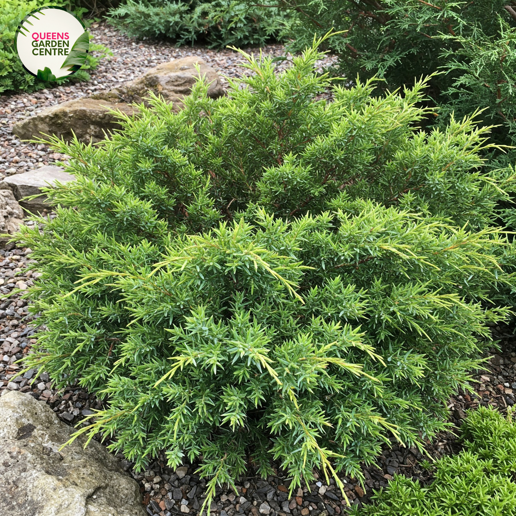 Juniperus conferta, a low-growing evergreen shrub, features needle-like foliage, spreading horizontally, with a dense, mounded growth habit.