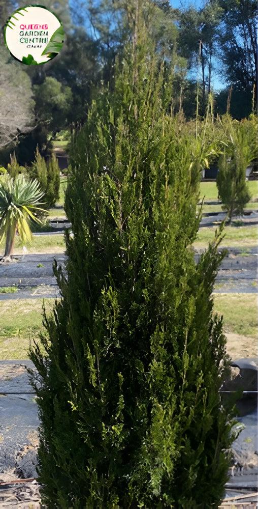 Juniperus virginiana Spartan