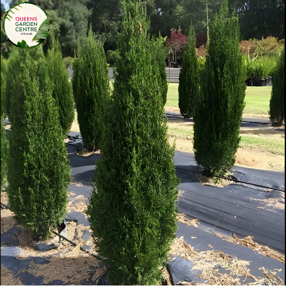 Juniperus virginiana Spartan Pyramids