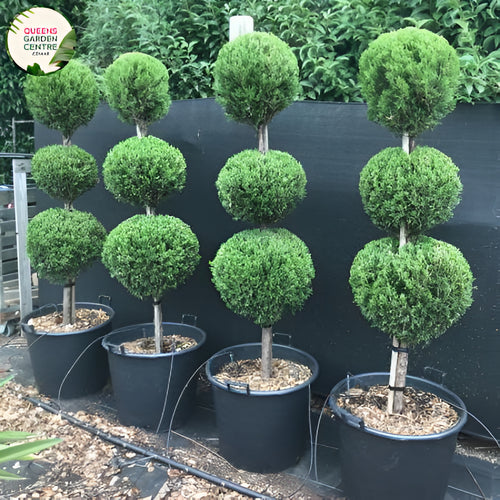 Juniperus virginiana Spartan Triple Balls