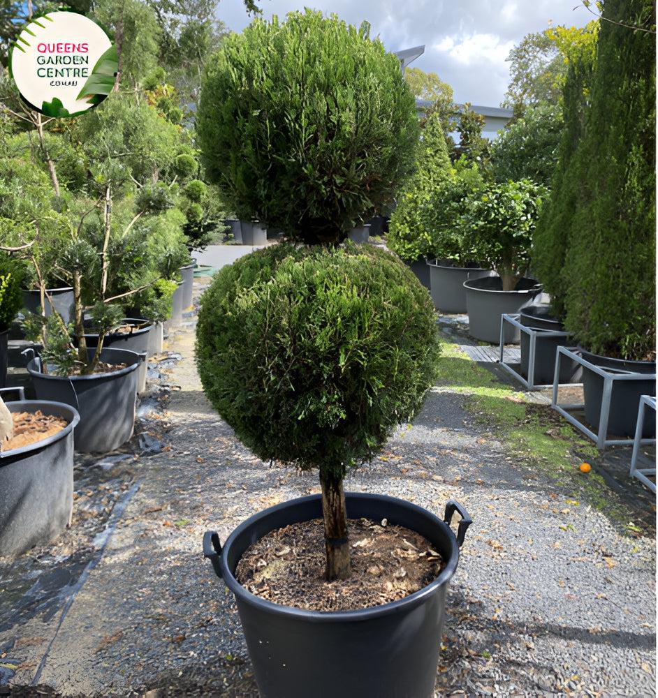 Juniperus virginiana Spartan Double balls