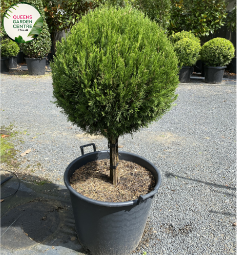 Juniperus virginiana Spartan Standards