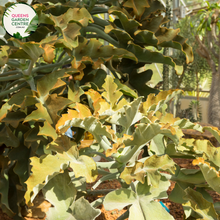 Load image into Gallery viewer, Alt text: Kalanchoe beharensis, commonly known as Velvet Leaf or Elephant&#39;s Ear Kalanchoe, is a succulent plant with large, fuzzy leaves that have a velvety texture. Native to Madagascar, it features thick, triangular leaves with scalloped edges and a silvery-gray hue. This drought-tolerant plant grows in a rosette form and may produce clusters of tubular, orange-red flowers on tall stalks. With its unique foliage and low-maintenance requirements,
