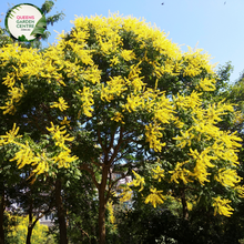 Load image into Gallery viewer, Alt text: Koelreuteria paniculata, commonly known as the Golden Rain Tree. A deciduous tree with lush green foliage and vibrant, cascading panicles of golden-yellow flowers. This ornamental plant adds a touch of elegance to landscapes, especially during its blooming season.
