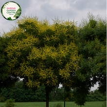 Load image into Gallery viewer, Alt text: Koelreuteria paniculata, commonly known as the Golden Rain Tree. A deciduous tree with lush green foliage and vibrant, cascading panicles of golden-yellow flowers. This ornamental plant adds a touch of elegance to landscapes, especially during its blooming season.
