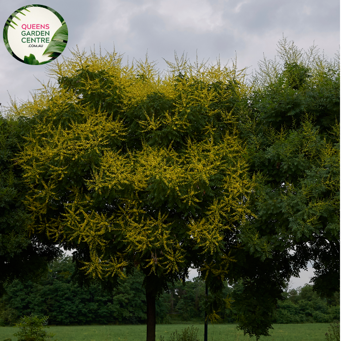 Alt text: Koelreuteria paniculata, commonly known as the Golden Rain Tree. A deciduous tree with lush green foliage and vibrant, cascading panicles of golden-yellow flowers. This ornamental plant adds a touch of elegance to landscapes, especially during its blooming season.