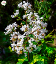 Load image into Gallery viewer, Alt Text: &quot;Close-up of Lagerstroemia &#39;Acoma&#39; plant in full bloom, showcasing its elegant white crepe myrtle flowers and lush green foliage.&quot;
