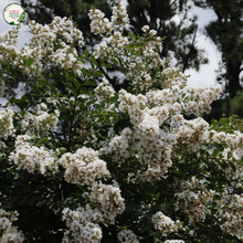 Load image into Gallery viewer, Alt Text: &quot;Close-up of Lagerstroemia &#39;Acoma&#39; plant in full bloom, showcasing its elegant white crepe myrtle flowers and lush green foliage.&quot;
