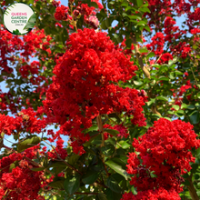 Load image into Gallery viewer, Alt text: Lagerstroemia &#39;Diamonds in the Dark Best Red,&#39; a stunning Crepe Myrtle plant known for its deep red, almost black, foliage and vibrant red flowers. This deciduous shrub adds a dramatic and elegant touch to gardens and landscapes. The Best Red variety is celebrated for its rich coloration and compact growth, making it a striking feature in outdoor spaces.
