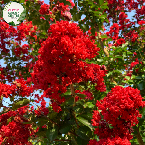 Alt text: Lagerstroemia 'Diamonds in the Dark Best Red,' a stunning Crepe Myrtle plant known for its deep red, almost black, foliage and vibrant red flowers. This deciduous shrub adds a dramatic and elegant touch to gardens and landscapes. The Best Red variety is celebrated for its rich coloration and compact growth, making it a striking feature in outdoor spaces.