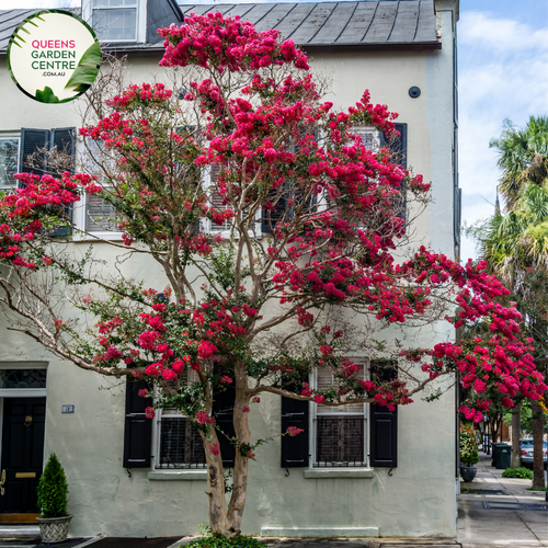 Alt text: Lagerstroemia 'Indian Summer,' a Crepe Myrtle plant renowned for its abundant summer blooms in vibrant colors. This deciduous shrub adds a splash of beauty to gardens and landscapes, featuring large panicles of flowers. The Indian Summer variety is celebrated for its robust flowering and ornamental appeal, making it a popular choice for outdoor spaces.