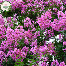 Load image into Gallery viewer, Alt text: Lagerstroemia &#39;Lipan,&#39; a Crepe Myrtle plant appreciated for its exquisite blooms and ornamental features. This deciduous shrub showcases clusters of flowers in captivating hues, adding beauty to gardens and landscapes. The Lipan variety is known for its graceful form and vibrant colors, making it a delightful choice for outdoor spaces.
