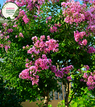 Load image into Gallery viewer, Alt text: Lagerstroemia &#39;Lipan,&#39; a Crepe Myrtle plant appreciated for its exquisite blooms and ornamental features. This deciduous shrub showcases clusters of flowers in captivating hues, adding beauty to gardens and landscapes. The Lipan variety is known for its graceful form and vibrant colors, making it a delightful choice for outdoor spaces.
