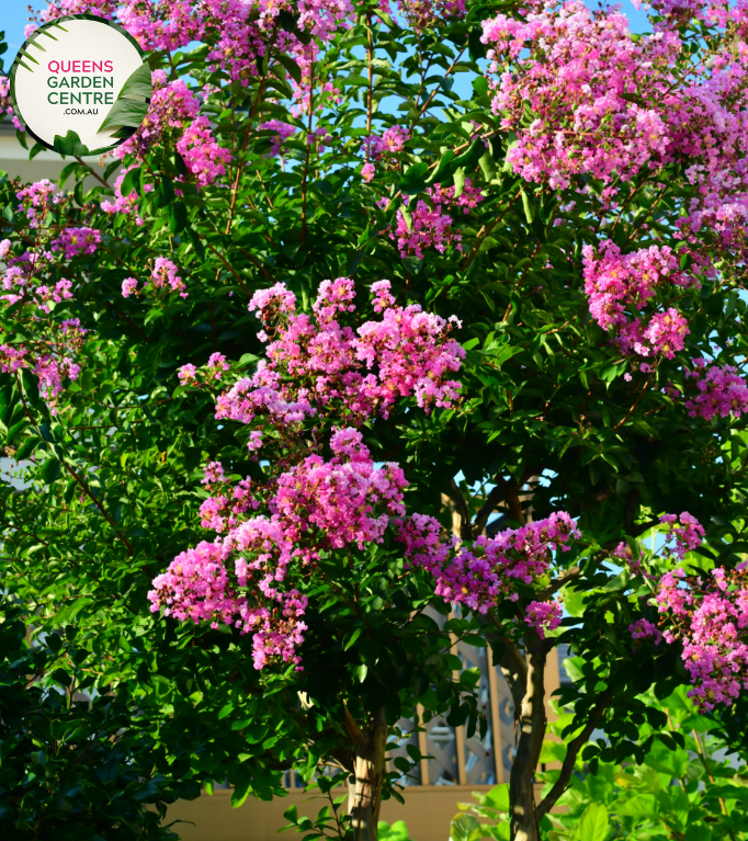 Alt text: Lagerstroemia 'Lipan,' a Crepe Myrtle plant appreciated for its exquisite blooms and ornamental features. This deciduous shrub showcases clusters of flowers in captivating hues, adding beauty to gardens and landscapes. The Lipan variety is known for its graceful form and vibrant colors, making it a delightful choice for outdoor spaces.