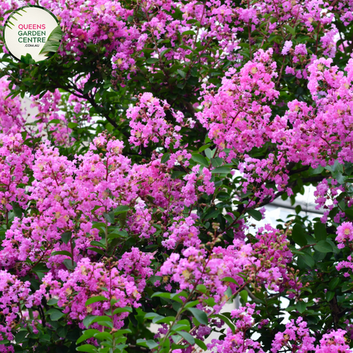 Alt text: Lagerstroemia 'Lipan,' a Crepe Myrtle plant appreciated for its exquisite blooms and ornamental features. This deciduous shrub showcases clusters of flowers in captivating hues, adding beauty to gardens and landscapes. The Lipan variety is known for its graceful form and vibrant colors, making it a delightful choice for outdoor spaces.