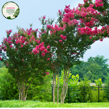 Load image into Gallery viewer, Alt text: Lagerstroemia &#39;Miami,&#39; a Crepe Myrtle plant known for its vibrant blossoms and ornamental qualities. This deciduous shrub features captivating clusters of flowers, adding a splash of color to gardens and landscapes. The Miami variety is favored for its charming appearance and is a popular choice for enhancing the visual appeal of outdoor spaces.
