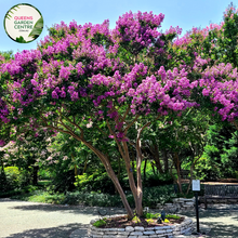 Load image into Gallery viewer, Alt text: Lagerstroemia &#39;Purple Lady,&#39; a Crepe Myrtle plant admired for its elegant purple blooms and ornamental features. This deciduous shrub graces gardens and landscapes with clusters of flowers, adding a touch of sophistication. The Purple Lady variety is known for its rich coloration and graceful form, making it a captivating choice for enhancing the beauty of outdoor spaces.
