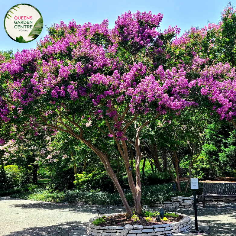 Alt text: Lagerstroemia 'Purple Lady,' a Crepe Myrtle plant admired for its elegant purple blooms and ornamental features. This deciduous shrub graces gardens and landscapes with clusters of flowers, adding a touch of sophistication. The Purple Lady variety is known for its rich coloration and graceful form, making it a captivating choice for enhancing the beauty of outdoor spaces.