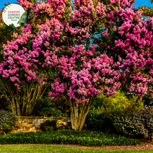 Load image into Gallery viewer, &quot;Close-up view of Lagerstroemia &#39;Sioux,&#39; a Crepe Myrtle plant, showcasing its striking fuchsia-pink blossoms. This deciduous shrub adds a vibrant burst of summer color and ornamental charm to gardens and landscapes.&quot;
