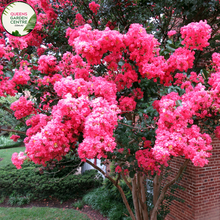 Load image into Gallery viewer, Alt text: Lagerstroemia &#39;Tuscarora,&#39; a stunning Crepe Myrtle tree with vibrant pink blossoms. This deciduous tree adds a splash of color to landscapes, featuring clusters of crepe-like flowers and smooth, exfoliating bark. A captivating choice for gardens, admired for its ornamental beauty.
