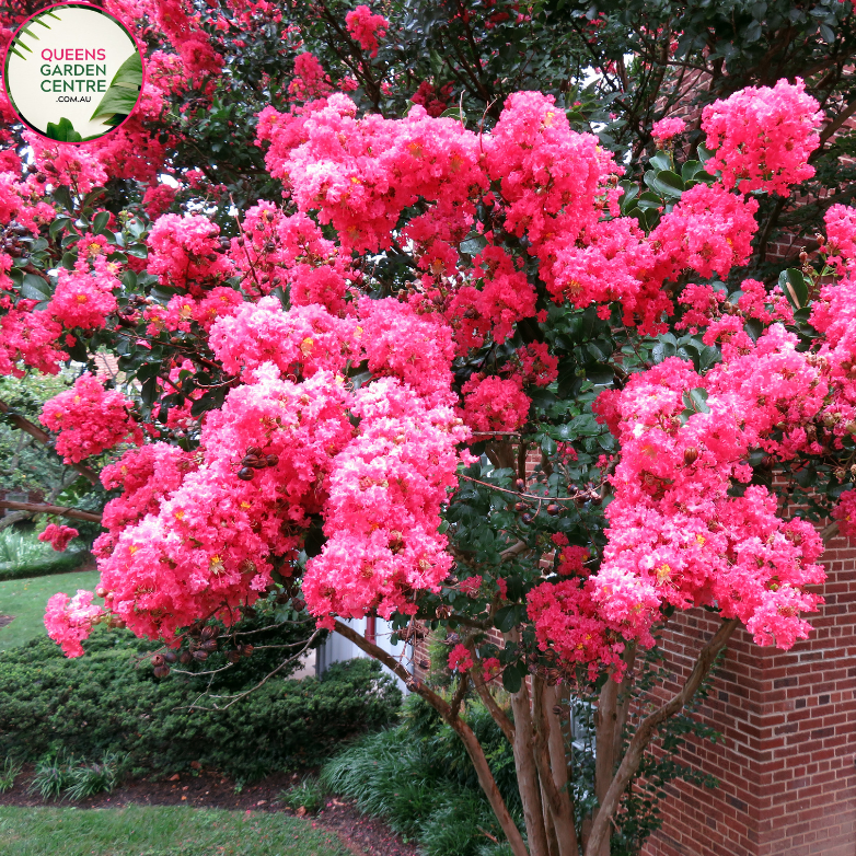 Alt text: Lagerstroemia 'Tuscarora,' a stunning Crepe Myrtle tree with vibrant pink blossoms. This deciduous tree adds a splash of color to landscapes, featuring clusters of crepe-like flowers and smooth, exfoliating bark. A captivating choice for gardens, admired for its ornamental beauty.