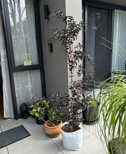 Load image into Gallery viewer, Lagerstroemia Diamonds in the Dark Best Red Crepe Myrtle
