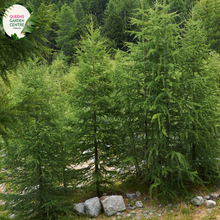 Load image into Gallery viewer, Close-up of a Larix decidua (European Larch) plant. The image highlights clusters of soft, needle-like leaves that are bright green and arranged in dense whorls around the slender branches. Each needle is thin, elongated, and slightly curved, giving a feathery appearance to the foliage. Small, oval-shaped cones with a woody texture and light brown color are nestled among the needles.
