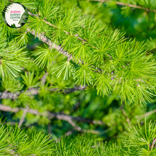 Load image into Gallery viewer, Close-up of a Larix decidua (European Larch) plant. The image highlights clusters of soft, needle-like leaves that are bright green and arranged in dense whorls around the slender branches. Each needle is thin, elongated, and slightly curved, giving a feathery appearance to the foliage. Small, oval-shaped cones with a woody texture and light brown color are nestled among the needles.
