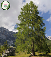 Load image into Gallery viewer, Close-up of a Larix decidua (European Larch) plant. The image highlights clusters of soft, needle-like leaves that are bright green and arranged in dense whorls around the slender branches. Each needle is thin, elongated, and slightly curved, giving a feathery appearance to the foliage. Small, oval-shaped cones with a woody texture and light brown color are nestled among the needles.
