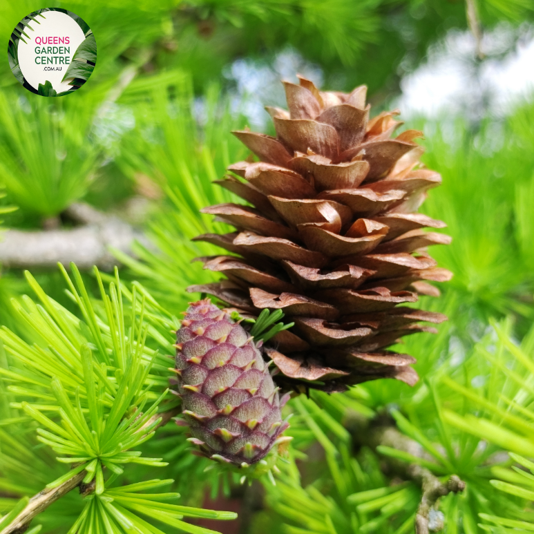 Close-up of a Larix decidua (European Larch) plant. The image highlights clusters of soft, needle-like leaves that are bright green and arranged in dense whorls around the slender branches. Each needle is thin, elongated, and slightly curved, giving a feathery appearance to the foliage. Small, oval-shaped cones with a woody texture and light brown color are nestled among the needles.