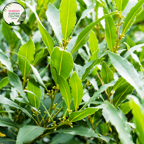 Laurus Nobilis Bay Leaf