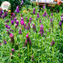 Load image into Gallery viewer, Elevate your garden with the enchanting fragrance and vibrant color of Avonview Lavandula stoechas. Known for its aromatic blooms and compact growth habit, this lavender variety adds a touch of elegance to any landscape. Enjoy the beauty and soothing scent of Lavandula stoechas Avonview in your garden or landscape design.
