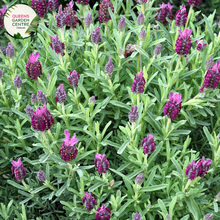 Load image into Gallery viewer, Elevate your garden with the enchanting fragrance and vibrant color of Avonview Lavandula stoechas. Known for its aromatic blooms and compact growth habit, this lavender variety adds a touch of elegance to any landscape. Enjoy the beauty and soothing scent of Lavandula stoechas Avonview in your garden or landscape design.
