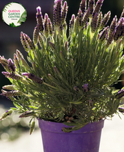 Load image into Gallery viewer, Elevate your garden with the enchanting fragrance and vibrant color of Avonview Lavandula stoechas. Known for its aromatic blooms and compact growth habit, this lavender variety adds a touch of elegance to any landscape. Enjoy the beauty and soothing scent of Lavandula stoechas Avonview in your garden or landscape design.
