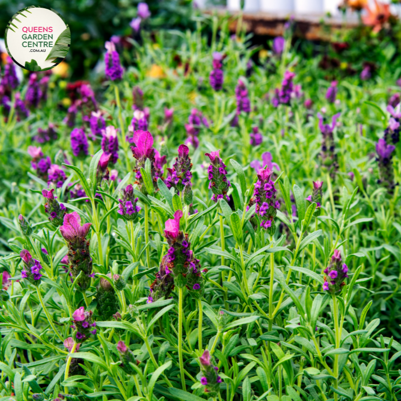 Elevate your garden with the enchanting fragrance and vibrant color of Avonview Lavandula stoechas. Known for its aromatic blooms and compact growth habit, this lavender variety adds a touch of elegance to any landscape. Enjoy the beauty and soothing scent of Lavandula stoechas Avonview in your garden or landscape design.