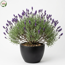 Load image into Gallery viewer, Lavender English  Lavandula Angustifoliab
