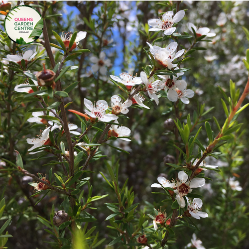 "A captivating image of the Leptospermum 'Copper Glow' plant, highlighting its distinctive features. The slender, coppery-orange foliage creates an eye-catching display, adding a warm and vibrant touch to the landscape. 'Copper Glow' is a cultivar of the Tea Tree, known for its ornamental appeal. The foliage's unique coloration, combined with the plant's graceful form, makes it a striking addition to garden landscapes. 