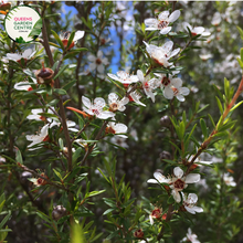 Load image into Gallery viewer, &quot;A captivating image of the Leptospermum &#39;Copper Glow&#39; plant, highlighting its distinctive features. The slender, coppery-orange foliage creates an eye-catching display, adding a warm and vibrant touch to the landscape. &#39;Copper Glow&#39; is a cultivar of the Tea Tree, known for its ornamental appeal. The foliage&#39;s unique coloration, combined with the plant&#39;s graceful form, makes it a striking addition to garden landscapes. 
