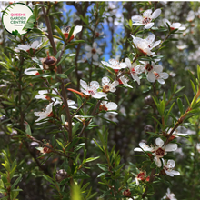 Load image into Gallery viewer, Close-up of Leptospermum Obovatum Starry Night: This image displays the intricate dark foliage of the Starry Night Leptospermum Obovatum, showcasing its fine texture and striking contrast in a close-up view.
