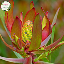 Load image into Gallery viewer, Close-up of Leucadendron Safari Sunset: This image presents a detailed view of the Leucadendron Safari Sunset plant. The close-up shot showcases the unique foliage of the plant, featuring vibrant bracts in shades of red, orange, and yellow. The bracts are densely packed around the central cone, creating a striking and colorful display. 
