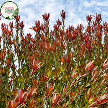 Load image into Gallery viewer, Close-up of Leucadendron Safari Sunset: This image presents a detailed view of the Leucadendron Safari Sunset plant. The close-up shot showcases the unique foliage of the plant, featuring vibrant bracts in shades of red, orange, and yellow. The bracts are densely packed around the central cone, creating a striking and colorful display. 
