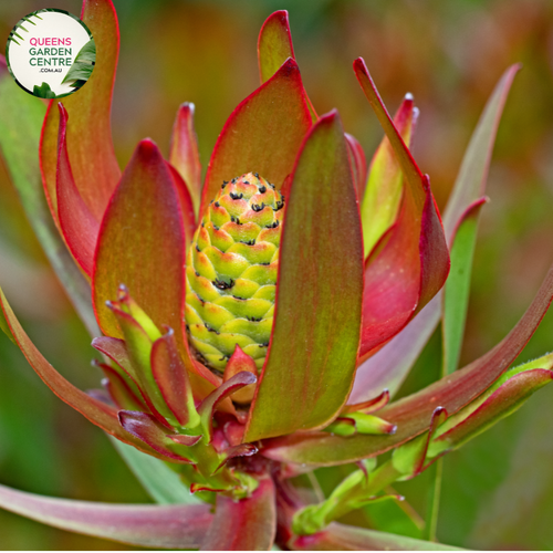 Close-up of Leucadendron Safari Sunset: This image presents a detailed view of the Leucadendron Safari Sunset plant. The close-up shot showcases the unique foliage of the plant, featuring vibrant bracts in shades of red, orange, and yellow. The bracts are densely packed around the central cone, creating a striking and colorful display. 