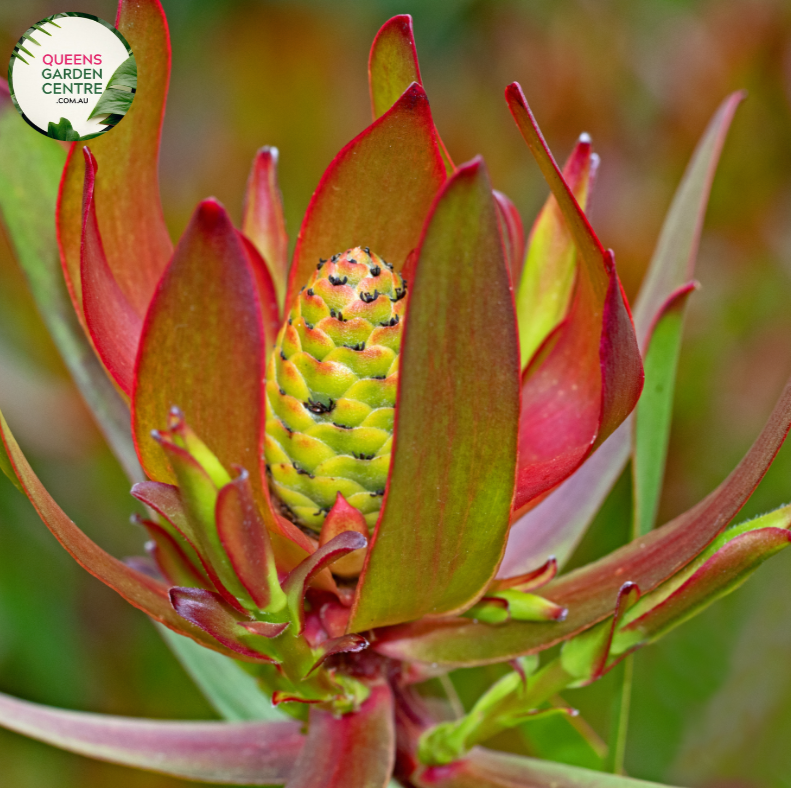 Close-up of Leucadendron Safari Sunset: This image presents a detailed view of the Leucadendron Safari Sunset plant. The close-up shot showcases the unique foliage of the plant, featuring vibrant bracts in shades of red, orange, and yellow. The bracts are densely packed around the central cone, creating a striking and colorful display. 