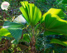 Load image into Gallery viewer, Alt text: Licuala elegans, also known as the Elegant Fan Palm, is a tropical palm species prized for its stunning foliage. This plant features large, round leaves that are deeply divided into segments, resembling a fan. The leaves have a glossy, dark green color and a striking pleated texture. Licuala elegans typically grows in a clustering habit, forming dense clumps of foliage.
