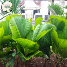 Load image into Gallery viewer, Alt text: Licuala elegans, also known as the Elegant Fan Palm, is a tropical palm species prized for its stunning foliage. This plant features large, round leaves that are deeply divided into segments, resembling a fan. The leaves have a glossy, dark green color and a striking pleated texture. Licuala elegans typically grows in a clustering habit, forming dense clumps of foliage.
