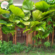 Load image into Gallery viewer, Alt text: Licuala elegans, also known as the Elegant Fan Palm, is a tropical palm species prized for its stunning foliage. This plant features large, round leaves that are deeply divided into segments, resembling a fan. The leaves have a glossy, dark green color and a striking pleated texture. Licuala elegans typically grows in a clustering habit, forming dense clumps of foliage.
