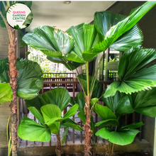 Load image into Gallery viewer, Alt text: Licuala elegans, also known as the Elegant Fan Palm, is a tropical palm species prized for its stunning foliage. This plant features large, round leaves that are deeply divided into segments, resembling a fan. The leaves have a glossy, dark green color and a striking pleated texture. Licuala elegans typically grows in a clustering habit, forming dense clumps of foliage.
