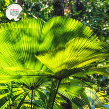 Load image into Gallery viewer, Alt text: Licuala ramsayi, also known as the Australian Fan Palm, is a striking palm species native to the rainforests of Queensland, Australia. This palm features large, fan-shaped leaves that can grow up to two meters in diameter, making it one of the largest fan palms. The leaves are deeply divided into segments and have a glossy, dark green color. Licuala ramsayi typically grows in a solitary trunk and produces clusters of small, creamy flowers followed by spherical fruits.
