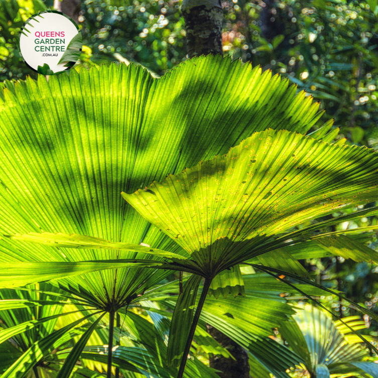 Alt text: Licuala ramsayi, also known as the Australian Fan Palm, is a striking palm species native to the rainforests of Queensland, Australia. This palm features large, fan-shaped leaves that can grow up to two meters in diameter, making it one of the largest fan palms. The leaves are deeply divided into segments and have a glossy, dark green color. Licuala ramsayi typically grows in a solitary trunk and produces clusters of small, creamy flowers followed by spherical fruits.